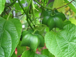 印加果果實，果實外形像星星，又稱星油藤或星果藤。